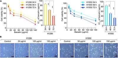 Baicalin Induces Apoptosis and Suppresses the Cell Cycle Progression of Lung Cancer Cells Through Downregulating Akt/mTOR Signaling Pathway